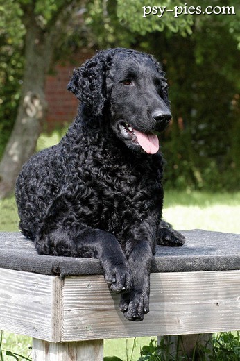 Curly coated retriever w umaszczeniu wątrobianym