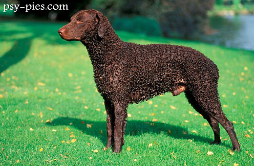 Zdrowy curly coated retriever odpoczywający na trawie