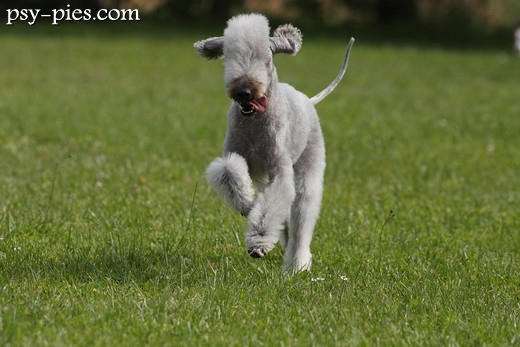 Pies rasy bedlington terrier w ogrodzie