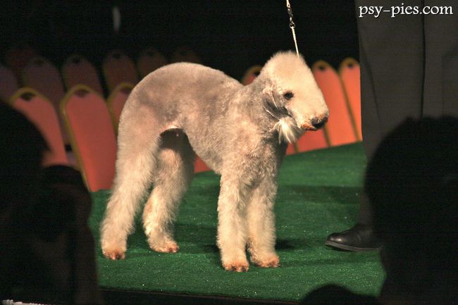 Zdrowy dorosły bedlington terrier o piaskowym umaszczeniu