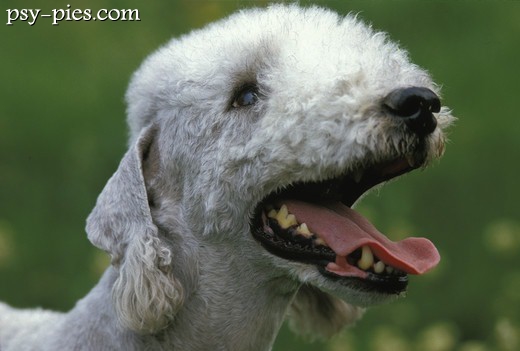 Szczeniak bedlington terrier o ciemnym umaszczeniu