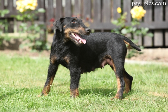 Deutscher jagdterrier