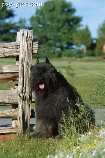 Pies rasy Bouvier des Flandres