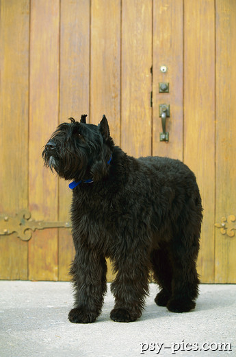Bouvier des Flandres