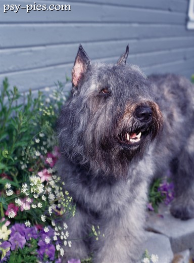 Pies Bouvier des Flandres