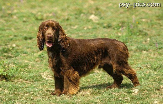 Pies rasy Field spaniel