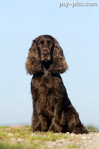 Pies Field spaniel