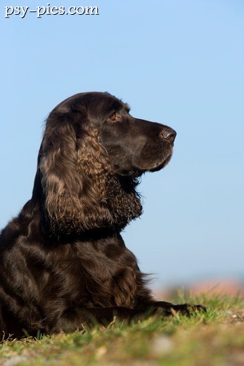 Kufa Field spaniela