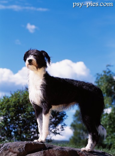 Pies lurcher w ruchu