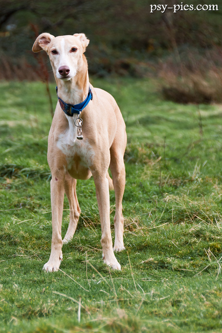 Lurcher, pies z długą kufą i smukłą sylwetką