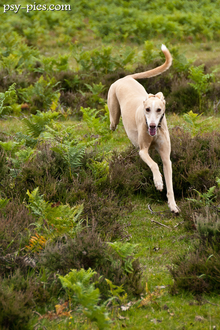 Biegnący pies rasy lurcher