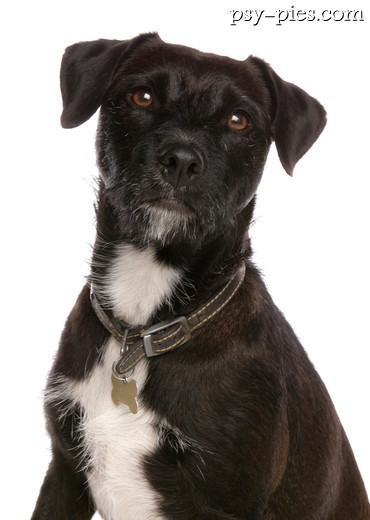 Pies rasy Patterdale Terrier