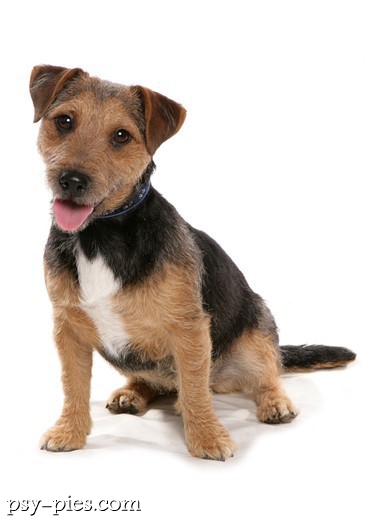 Patterdale Terrier pies