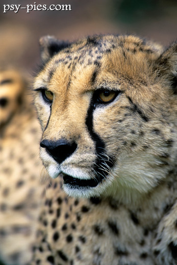 Gepard (Acinonyx jubatus)