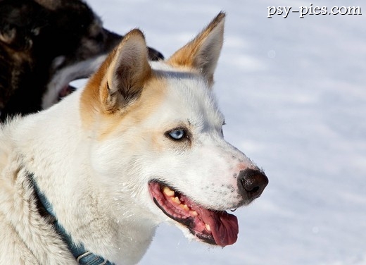 Alaskan husky