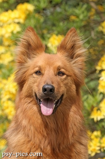 Pies Harzer Fuchs