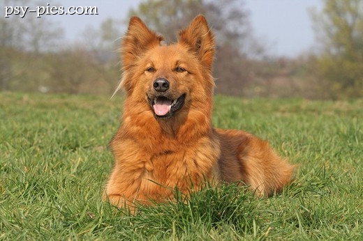 Dog Harzer Fuchs