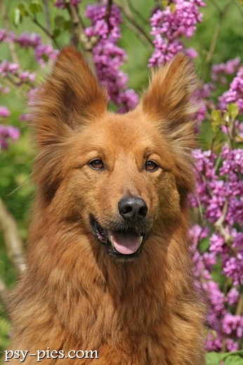 Kufa psa Harzer Fuchs