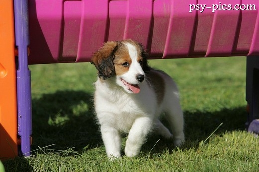 Szczeniak Kooikerhondje