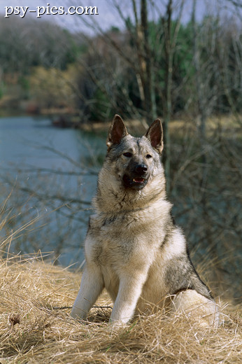 Norwegian Elkhound