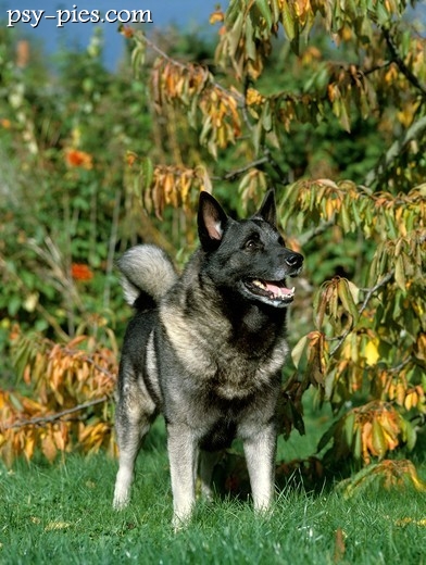 Pies Elkhund szary