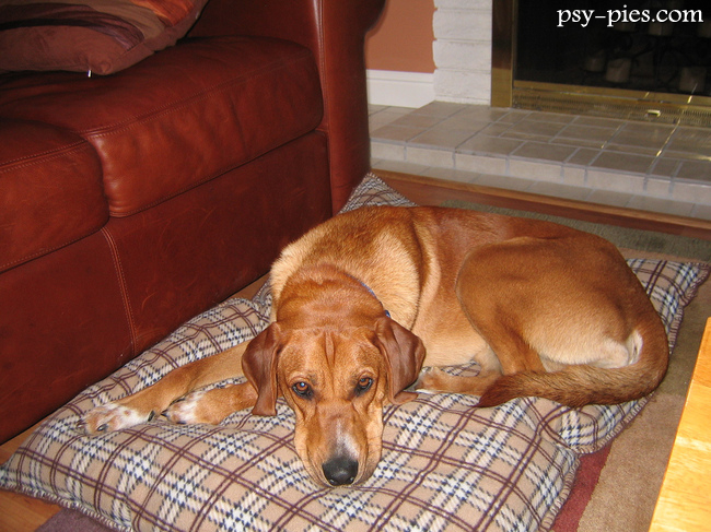 Pies rasy Redbone coonhound