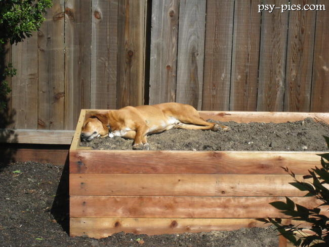 Śpiący Redbone coonhound