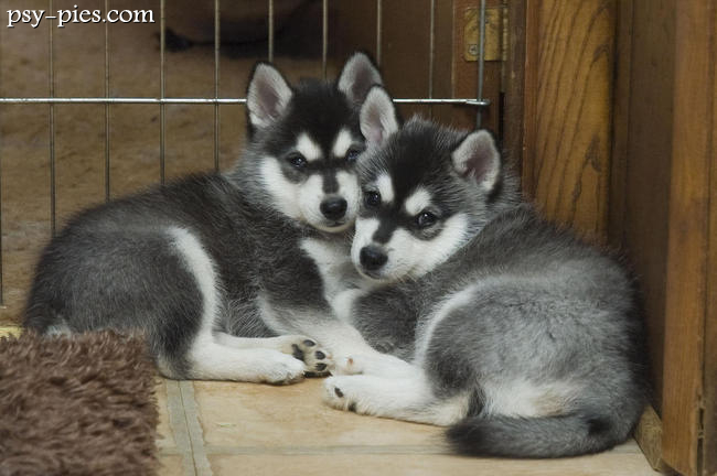Szczeniaki Alaskan klee kai