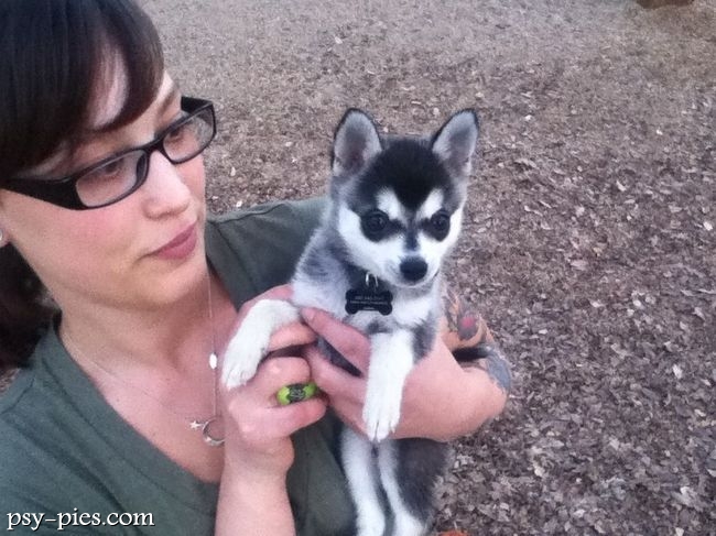 Szczeniaczek Klee Kai