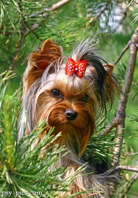Yorkshire terrier podczas zabawy
