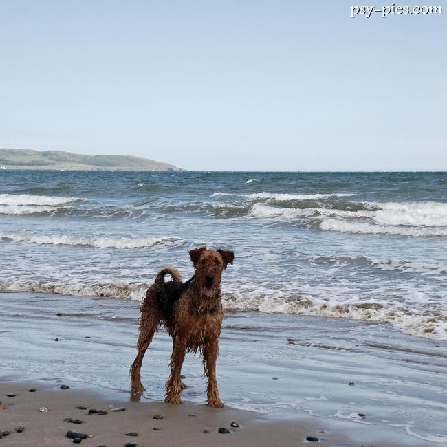 Airedale terrier na plaży