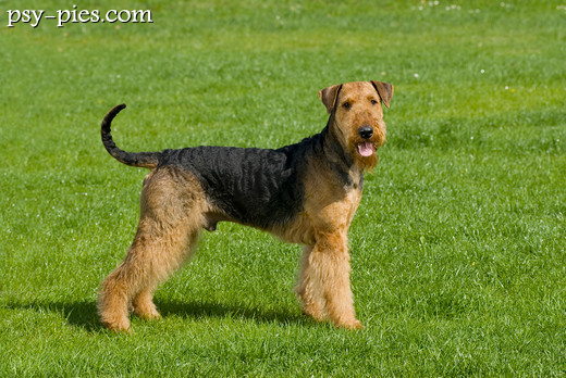 Airedale terrier