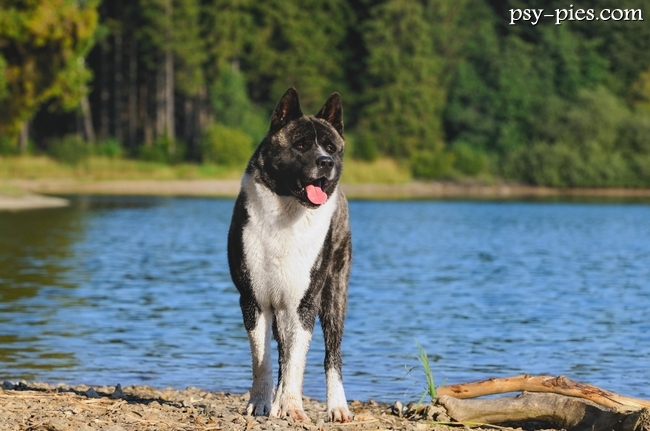 Akita na spacerze