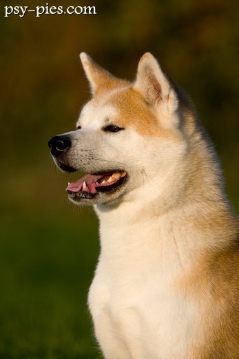 Akita inu