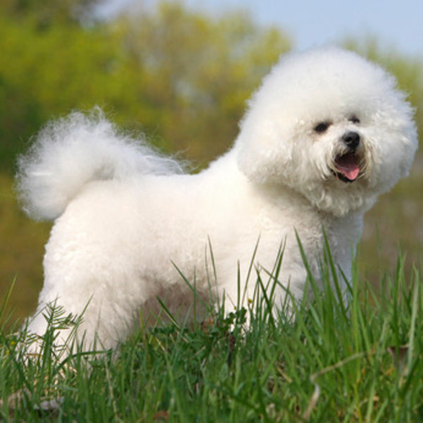 Bichon Frise jest wspaniałym czworonogiem dla rodzin z małymi dziećmi. Uwielbia towarzystwo najmłodszych i dobrze dogadu