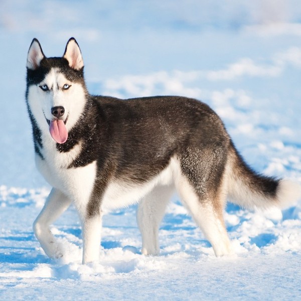 Husky syberyjski , o ile został dobrze wyszkolony w wieku szczenięcym, stanie się wielkim przyjacielem rodziny. Zaznaczm