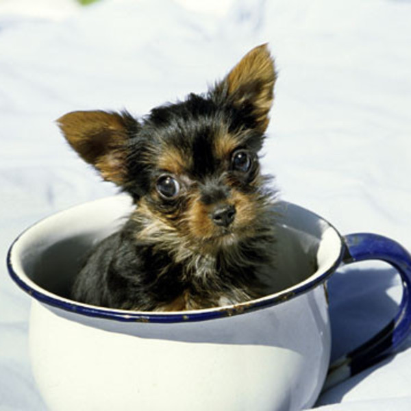 Oto najprawdziwszy teacup dog! Wprawdzie na zdjęciu widzimy szczeniaczka, ale proszę nam wierzyć, że nawet dorosłe psy m