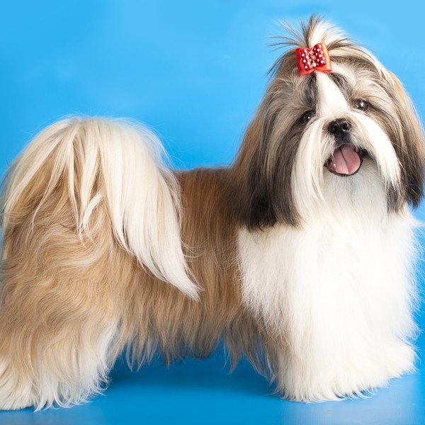 Shih Tzu jest psem o niespotykanym uroku osobistym i powalającej aparycji. Nie dziwi zatem fakt, że coraz więcej osób de