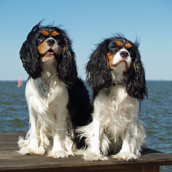 Cavalier King Charles Spaniel to czuły, zabawny, bardzo cierpliwy i chętny do pomocy czworonóg. Generalnie dobrze dogadu
