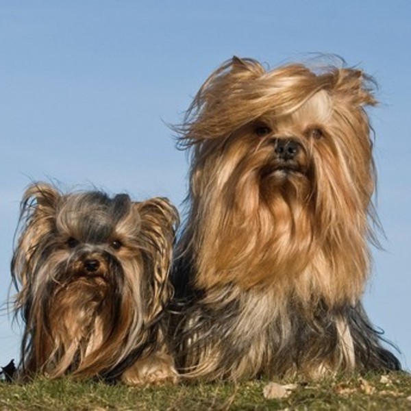 Czy Yorkshire z tej perspektywy nie przypominają nieco Chewbacca? Długowłose Yorki są wprost stworzone na wybiegi! Nie w