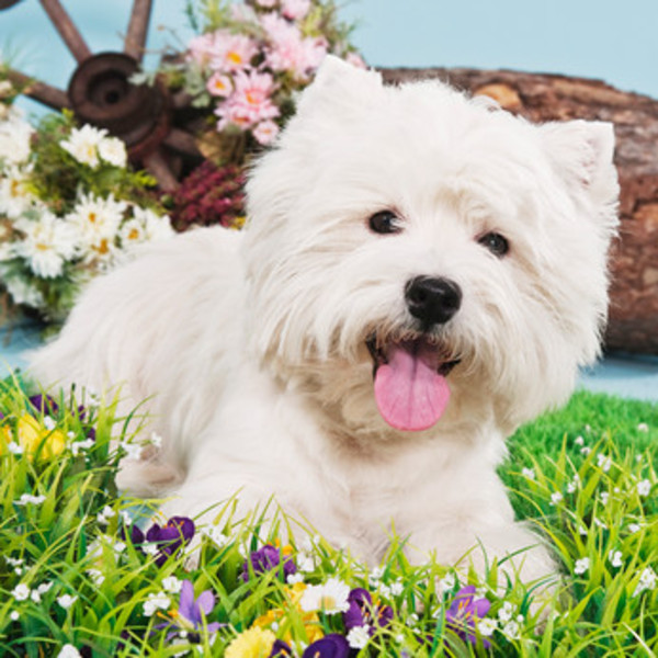 West Highland White Terrier to pies rodzinny, przyjazny człowiekowi i zawsze skory do zabawy. Szybko przywiązuje się do 