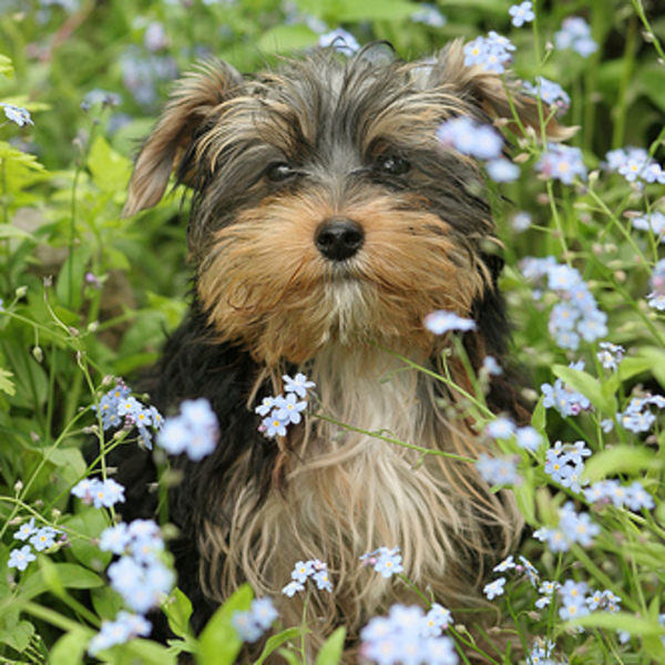 Mały Yorkshire Terrier, kwiaty i aparat - połączenie idealne. Zrobić dobre zdjęcie to nie sztuka, jeżeli mamy do dyspozy