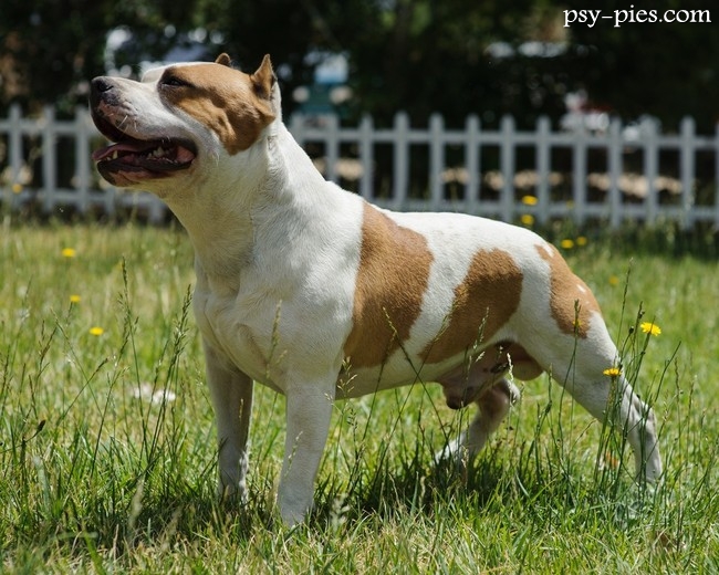 American staffordshire terrier