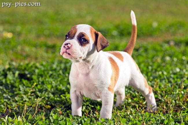 American staffordshire terriera