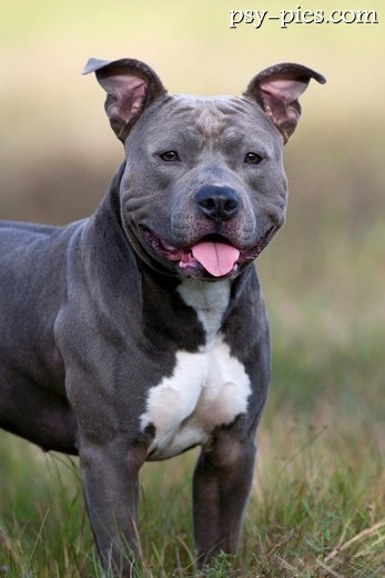 American staffordshire terrier
