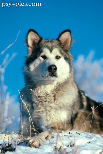 Alaskan malamute bawiący się w śniegu
