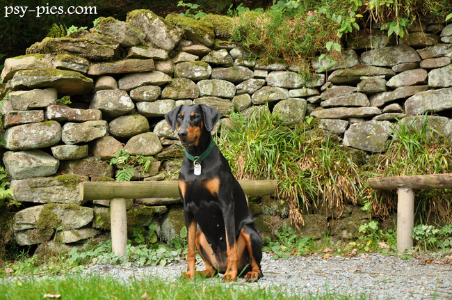 Suka Dobermana