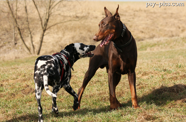 Doberman i Dalmatyńczyk