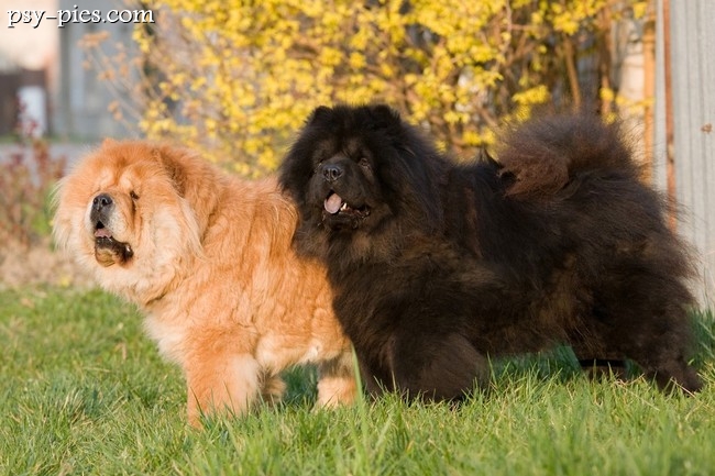 Psy Chow chow