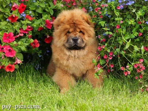 Szczeniak Chow chow